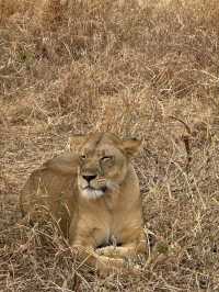 Incredible Safari Experience with Alika Africa