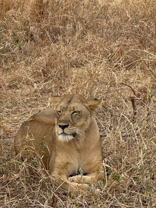 Incredible Safari Experience with Alika Africa