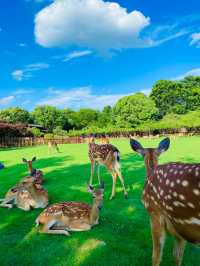 南京長生鹿苑攻略：免費進園+出片技巧，治癒感拉滿