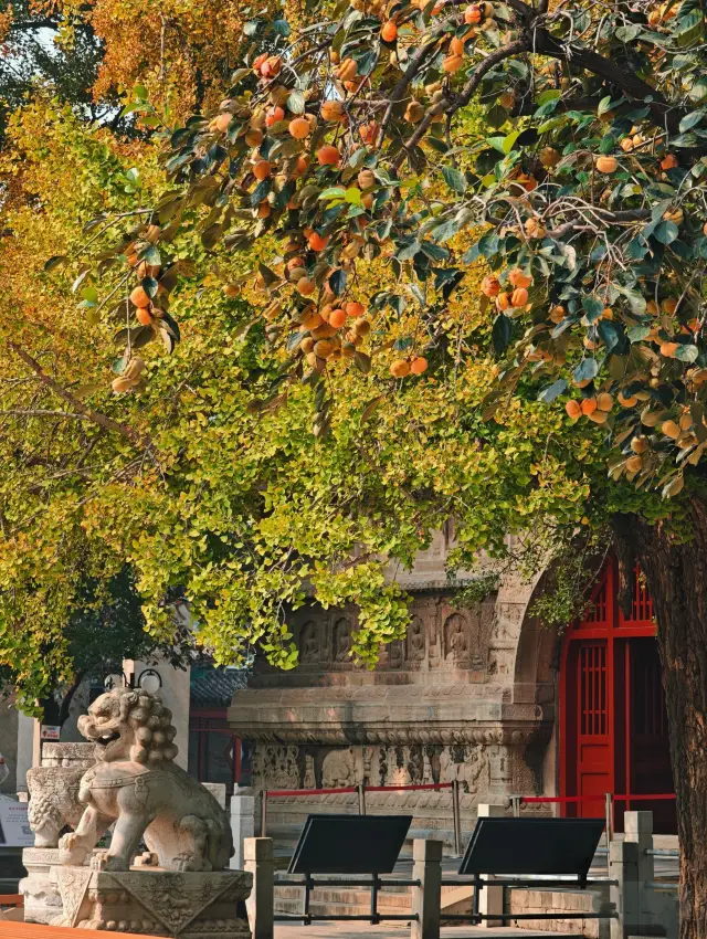 Wutasi Persimmons Are Fully Ripe｜Beijing's Limited Autumn Check-in Spot