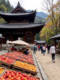 600年古村紅柿盛宴驚艷亮相！杭州周邊6大絕美柿子林打卡攻略