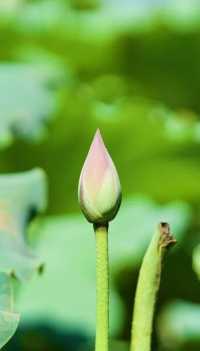 西湖秋韻荷花盛放