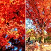 品嚐秋日暖陽下的甜美，我在湖北等你！