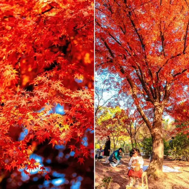 Taste the sweetness of autumn sunshine in Hubei!