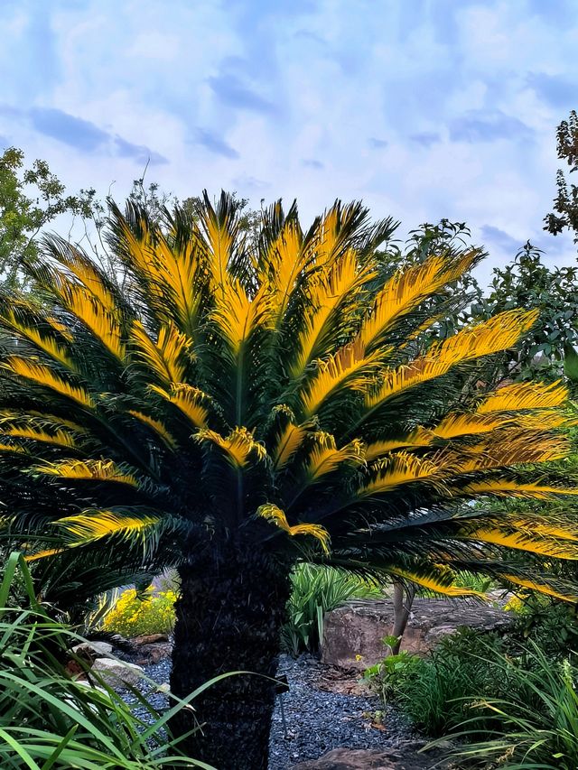 空中步廊俯瞰花草描繪的彩色大地。