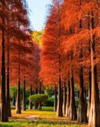 打卡唐風秋韻|邂逅城市邊的詩意與溫柔|收穫滿滿的治癒與快樂