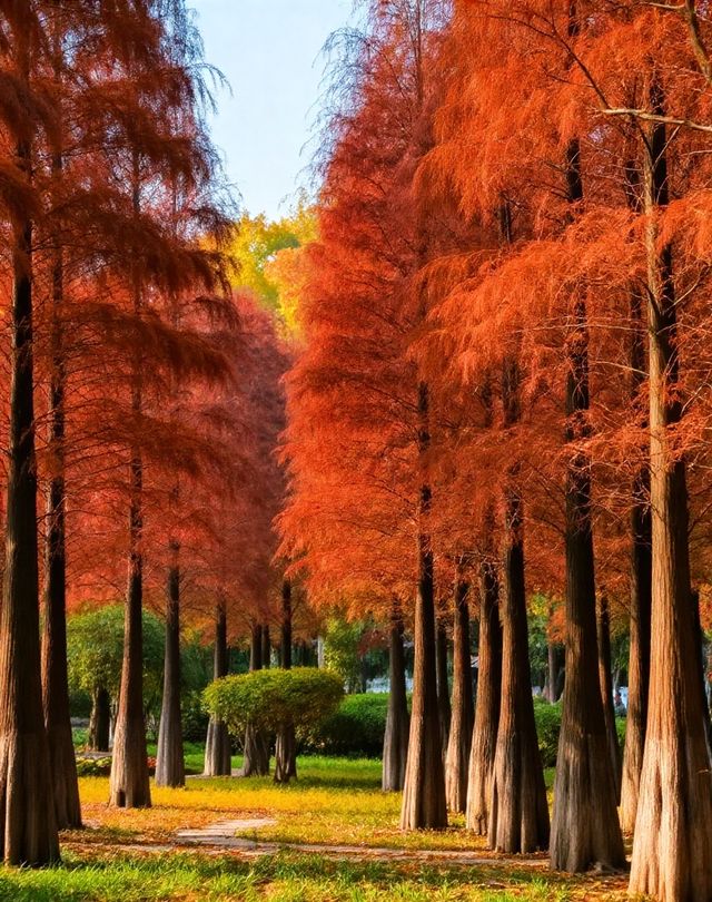 打卡唐風秋韻|邂逅城市邊的詩意與溫柔|收穫滿滿的治癒與快樂