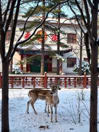 秋天的阿爾山,美到窒息!這份童話之旅一定要去!