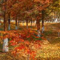 🍂 시안 가을의 숨은 보석, 짐바국립습지공원