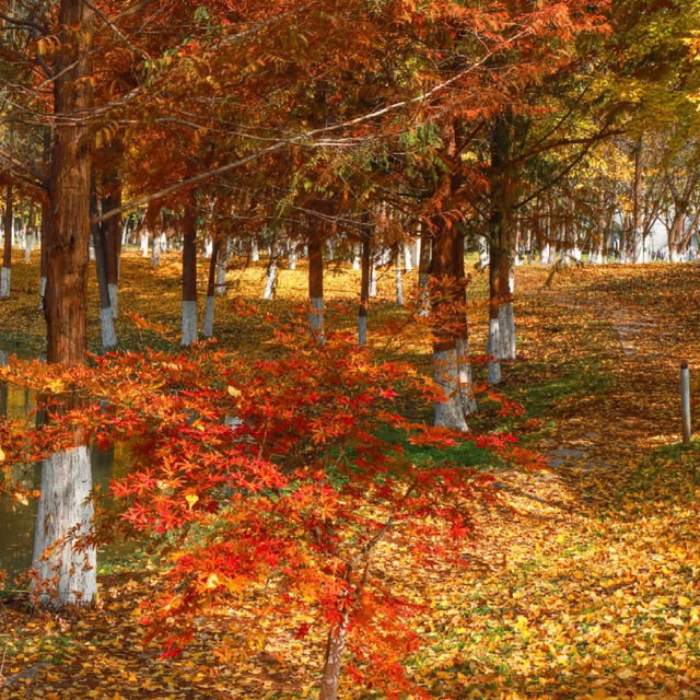 🍂 시안 가을의 숨은 보석, 짐바국립습지공원