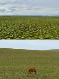 探秘甘南藏族自治州美仁大草原！