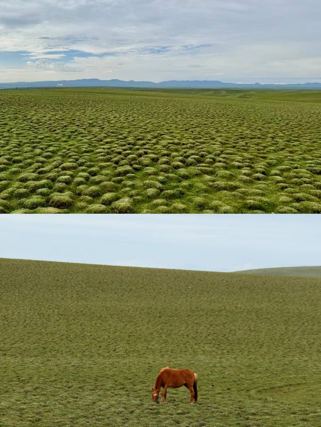 探秘甘南藏族自治州美仁大草原！