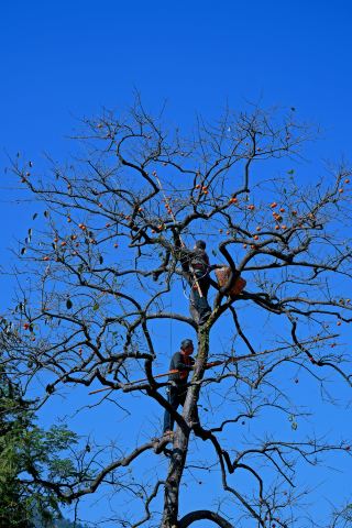 Hubei Luotian Sweet Persimmon Secret Realm with a 500-Year-Old Ancient Persimmon Tree King Waiting for You to Check In!
