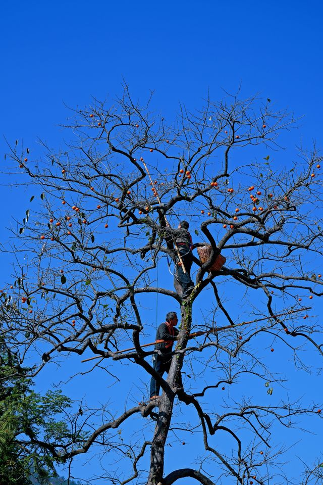 湖北羅田甜柿秘境500年古柿樹王等你來打卡！