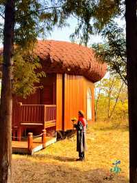 11月限定洪澤湖濕地水杉紅了無人機實拍真殺瘋了