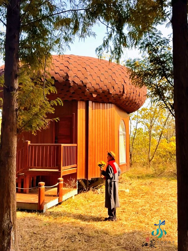 11月限定洪澤湖濕地水杉紅了無人機實拍真殺瘋了 11月限定洪澤湖濕地水杉紅了無人機實拍真殺瘋了