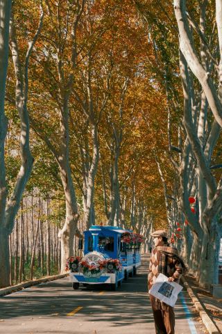 연운항 비밀 가을 풍경! 2.2km 가로수길이 황금 터널로 변신