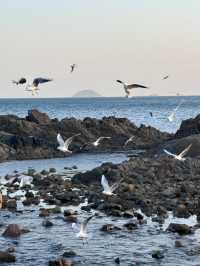 青島冬日元氣旅拍：與西伯利亞海鷗撞個滿懷