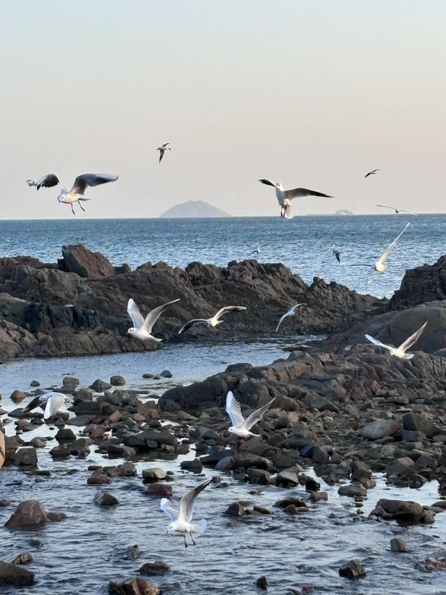 青島冬日元氣旅拍：與西伯利亞海鷗撞個滿懷