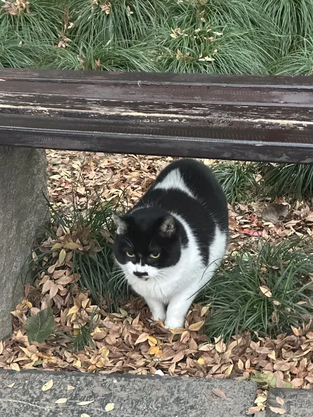 鐘山景區一日遊攻略 反方向路線避開人流