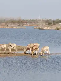 鹽城｜江蘇肯尼亞名不虛傳