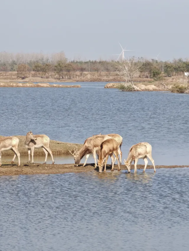 鹽城｜江蘇肯尼亞名不虛傳