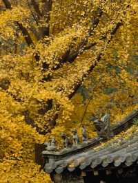 泰山|不僅一覽眾山小,更有色彩斑斕的秋