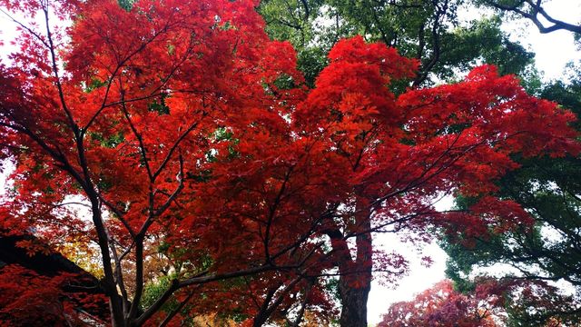 12月初實探｜無錫惠山古鎮，邂逅一場盛大的江南深秋