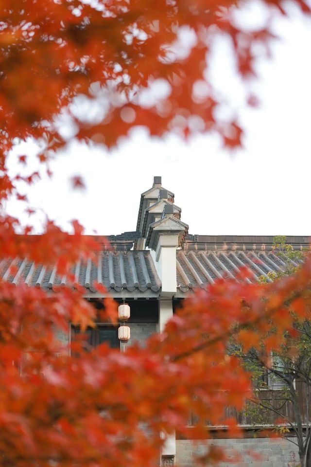 南京秋日限定老門東的楓葉紅牆美哭了! 南京秋日限定老門東的楓葉紅牆美哭了!
