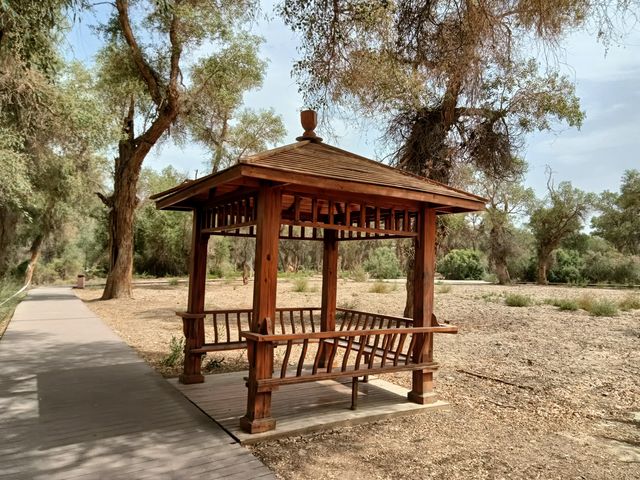 塔里木胡楊林公園 塔里木胡楊林公園