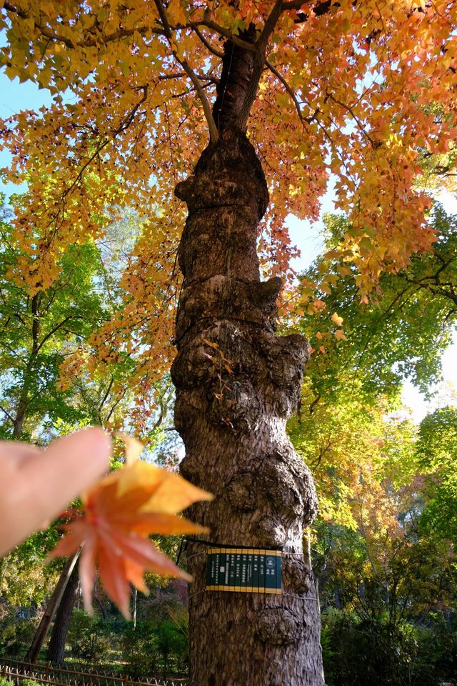 一場秋風,將天平山染成了汴州 一場秋風,將天平山染成了汴州