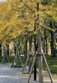 被銀杏包裹的初冬