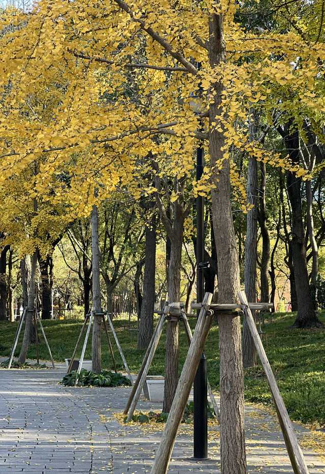被銀杏包裹的初冬 被銀杏包裹的初冬