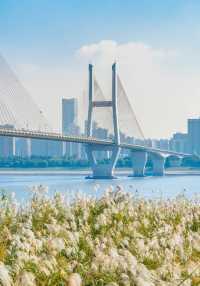 武漢賞菊全攻略!第一次去的你必看