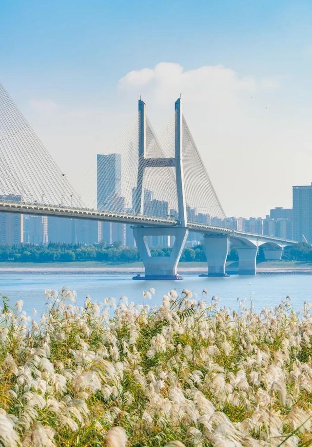 武漢賞菊全攻略!第一次去的你必看 武漢賞菊全攻略!第一次去的你必看