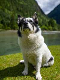 康定月亮湖遛狗人新玩法懶人露營更適合