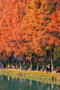 升仙湖的秋，是水杉用紅色寫的詩 