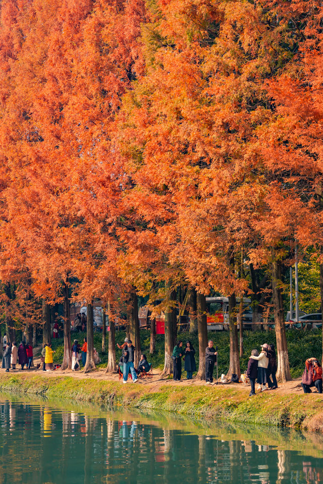升仙湖的秋，是水杉用紅色寫的詩 
