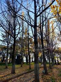 昆明大觀公園銀杏美