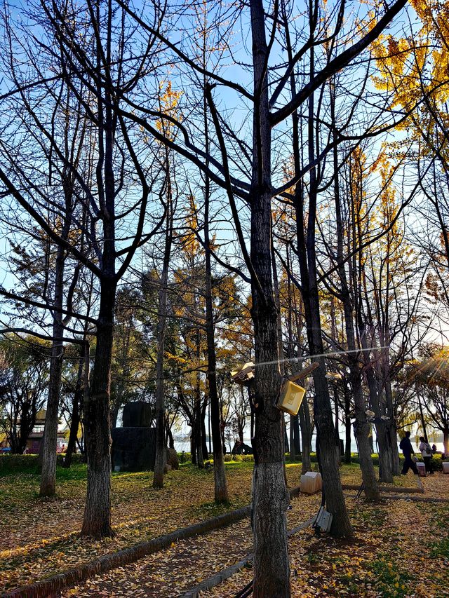 昆明大觀公園銀杏美 昆明大觀公園銀杏美