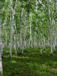 漠河3天包車遊打卡極北風光