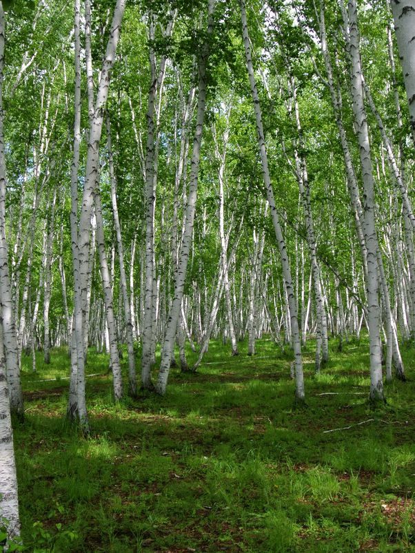 漠河3天包車遊打卡極北風光