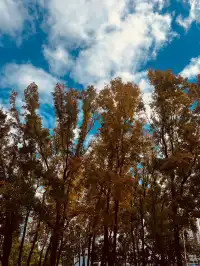 香港上學日常:在香港維園發現一處北方秋天