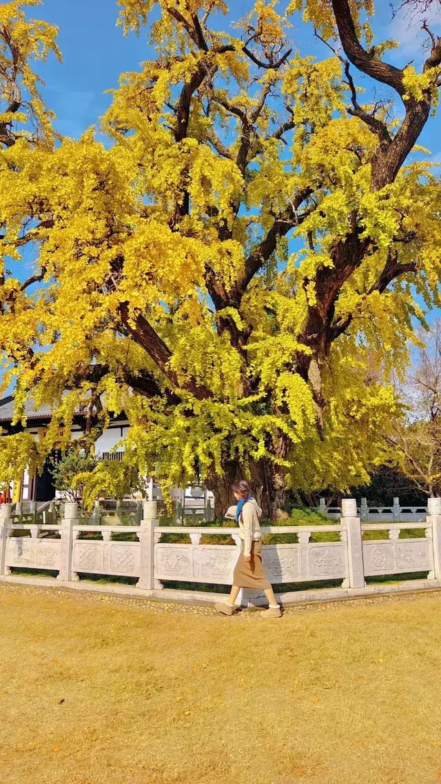 99%的人都不知道的江北賞秋路線~ 99%的人都不知道的江北賞秋路線~