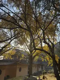 南京千年銀杏|原片直出無濾鏡