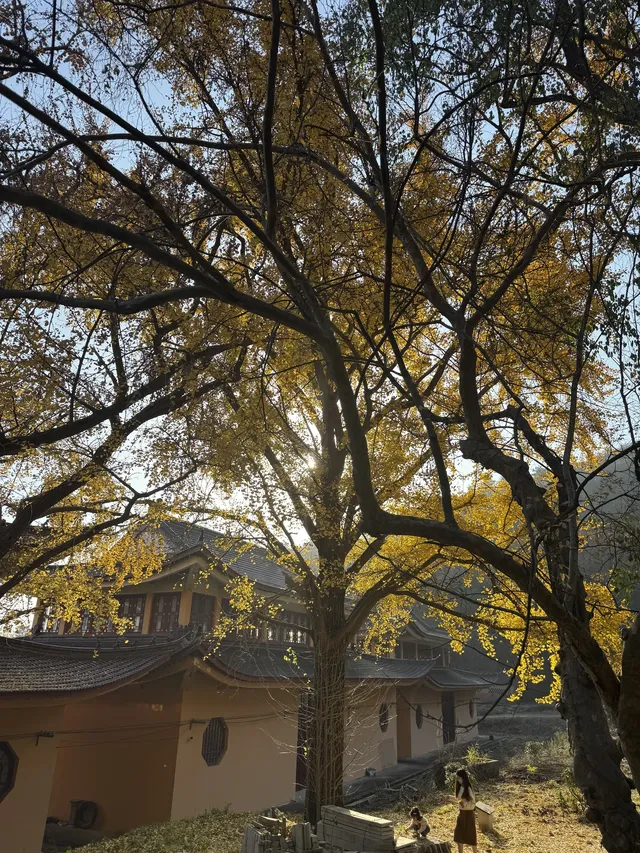 南京千年銀杏|原片直出無濾鏡 南京千年銀杏|原片直出無濾鏡