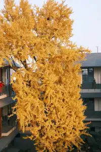 揚州蘇唱街|12月1日下午拍攝,這週得趕緊衝!