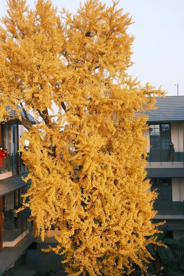 揚州蘇唱街|12月1日下午拍攝,這週得趕緊衝! 揚州蘇唱街|12月1日下午拍攝,這週得趕緊衝!
