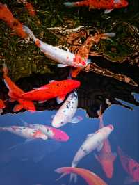 上海小眾銀杏秘境攻略