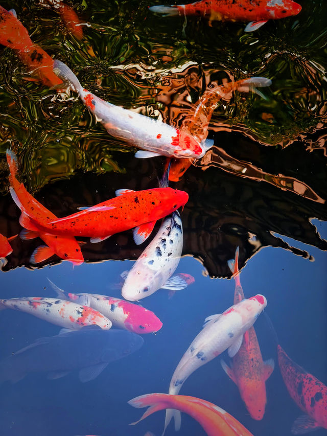 上海小眾銀杏秘境攻略 上海小眾銀杏秘境攻略